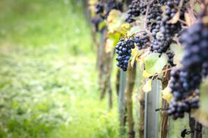 prix vin bourgogne
