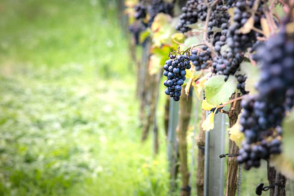 prix vin bourgogne