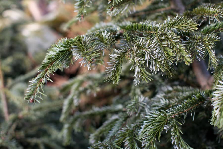 choix sapin noel naturel ou artificiel